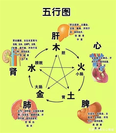 五行身体部位|五行与人体各器官对应关系